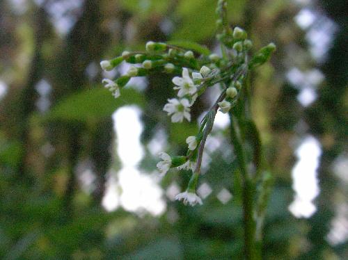 ミツバ 初夏 極小さい白い花