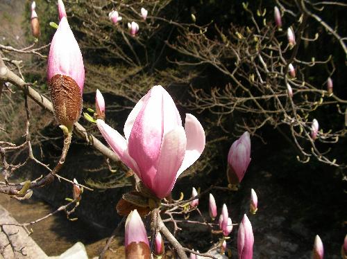 サラサモクレン 春 ピンクの花