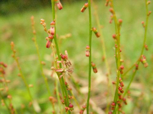 アリノトウグサ 夏 極小さい赤茶色の花