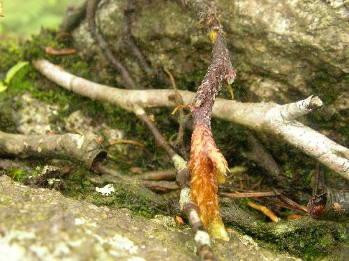 シノブ 黒褐色の根茎
新しい部分は淡褐色の鱗片を密生