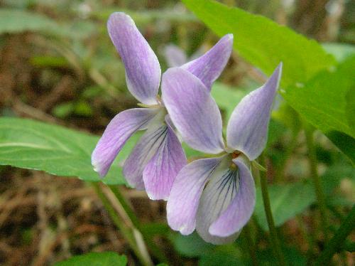 コスミレ 初春 薄紫 小さな花
舌弁と側弁に紫条 側弁は無毛