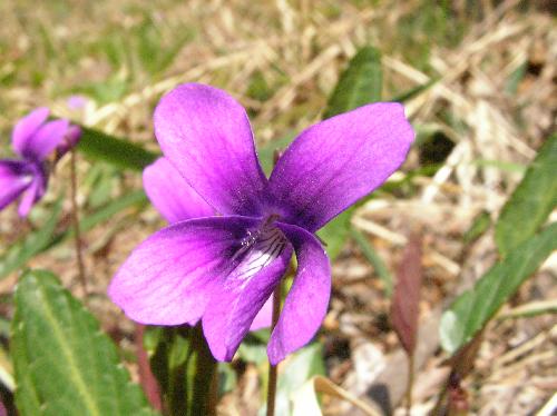ホウフスミレ 春 紫色 小さな花