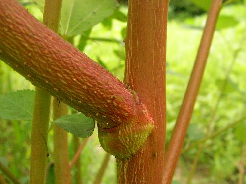 シマツナソ 若い茎は緑色も成熟すると赤みを帯びる