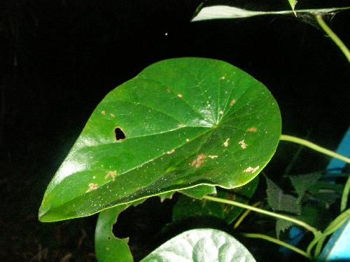 ハスノハカズラ 卵形全縁互生　葉柄の付き方がハスの葉に似ている