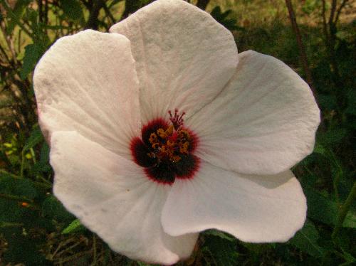 ヤノネボンテンカ 夏 中心部は赤褐色の白い花