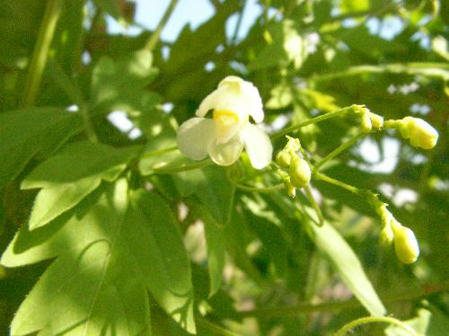 フウセンカズラ 夏 小さな白い花