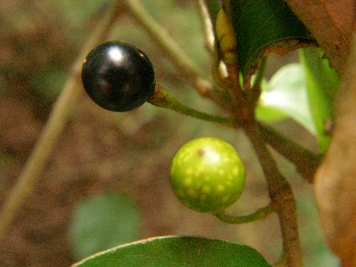 ヤマコウバシ 秋 黒く熟す球形の実