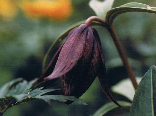 クロユリ 夏 大きな黒紫の花