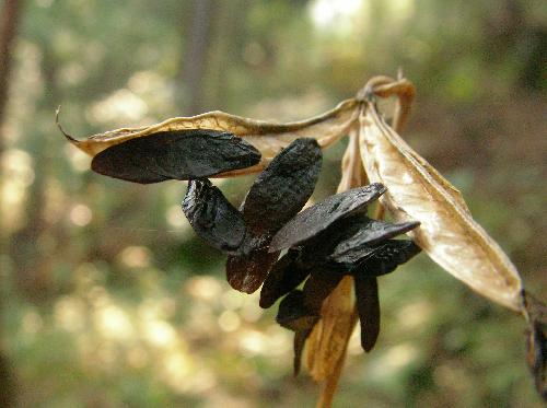 ツクシショウジョウバカマ 秋冬 黒くて扁平で細長い種子