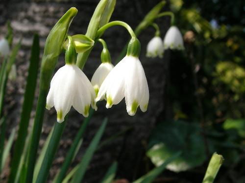 オオマツユキソウ 春 スズランに似た花弁の先端付近が緑色の白い花