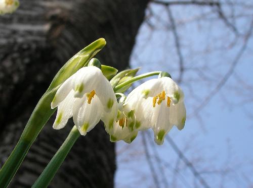 オオマツユキソウ 春 花弁の先端付近が緑色の白い花