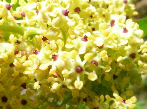 ニワトコ 春 黄緑
クリーム色の葯が目立つ 雌蕊は紫色