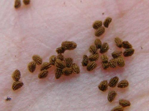 コシオガマ 秋冬 極小さな茶色の種子
表面にはしわがある