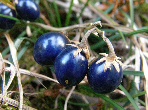 ジャノヒゲ 秋冬　楕円形の青い実
