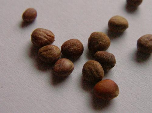 ダイコン 初夏 茶色
アブラナ科の種子としては大粒