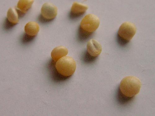 オオアリドオシ 冬 小さくて白くて丸い
１つの実に１～３粒入っているようだ