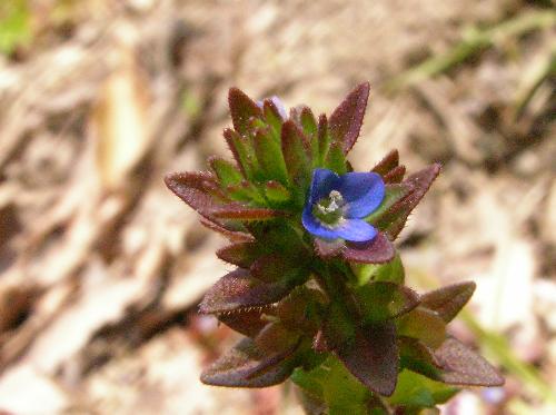 タチイヌノフグリ 春 極小さな青い花