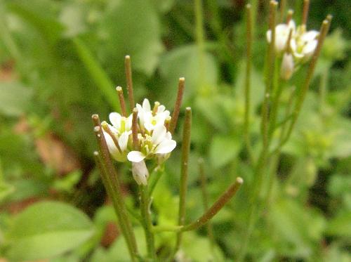 ミチタネツケバナ 春 小さな白い花