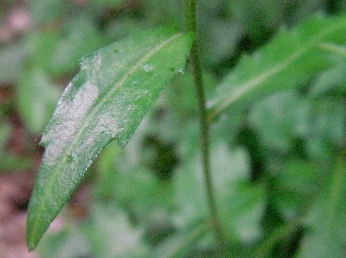 ミヤマヨメナ 茎葉 互生 鋸歯 長楕円形