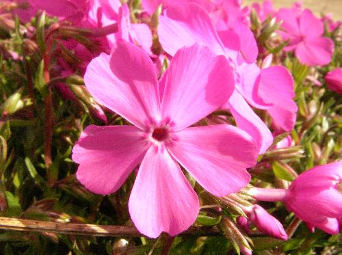 シバザクラ 春 ピンク サクラに似た５弁花