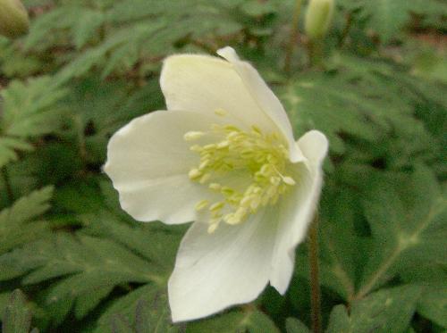 イチリンソウ 春 白い花