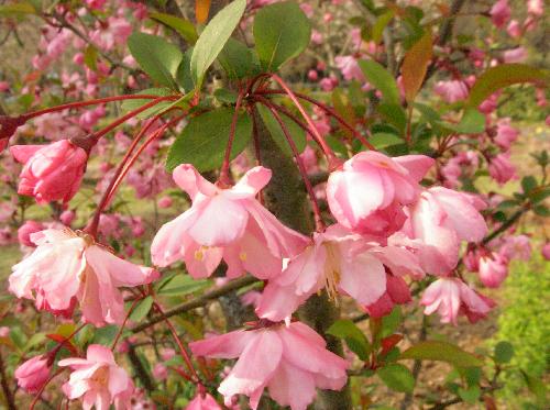 ハナカイドウ 春 ピンク
花柄が長く枝垂れる