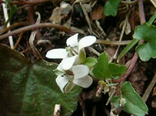 ユリワサビ 春 小さな白い花