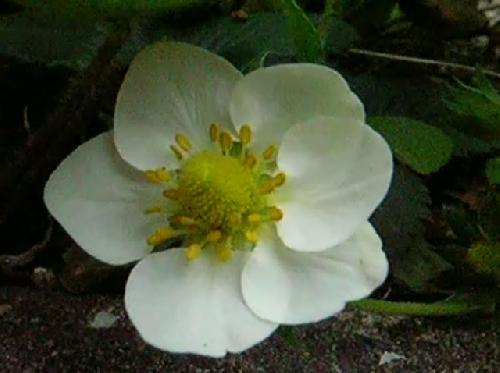 オランダイチゴ 春 白い花