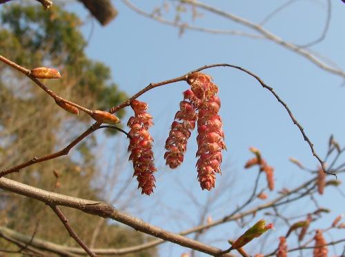 アカシデ 初春 赤褐色の雌花
花穂は尾状に垂れ下がる