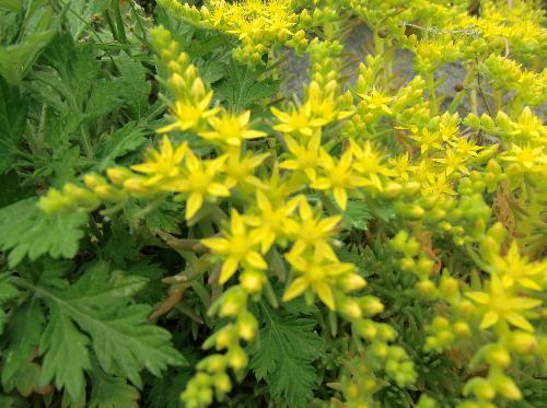 メキシコマンネングサ 晩春
小さな黄色い花を四方に伸ばした茎に並んで付ける