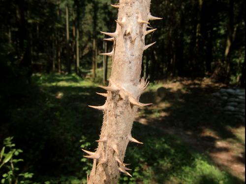 タラノキ あまり枝分かれせず真直ぐ立つ 灰褐色
とげのある