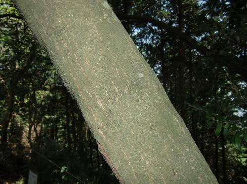 ツブラジイ 樹皮は割れない
緑褐色