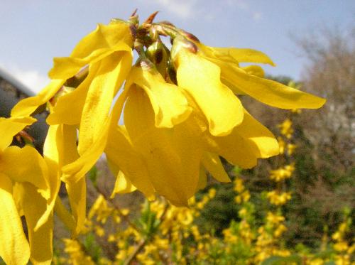 シナレンギョウ 早春鮮やかな黄色の花