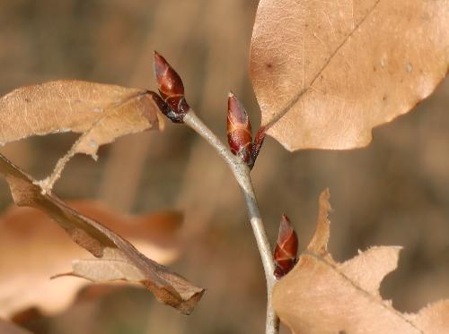 ヤマコウバシ 赤茶色のとがった新芽 ３月末まだ枯葉が付いている