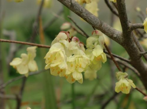 ヒュウガミズキ 早春　ヒュウガミズキの黄色い花