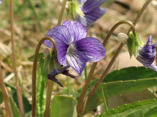 ハリマスミレ 春　紫条の多い白みの強い青い花