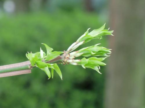 ニシキギ 横に広がるように出る緑色の新芽