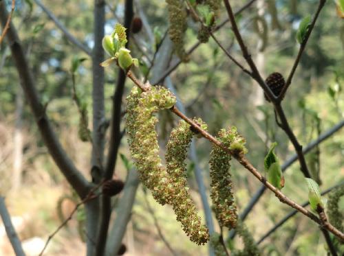 オオバヤシャブシ 早春 赤みを帯びた雌花を枝先につけ黄緑色の雄花は幹よりに付く