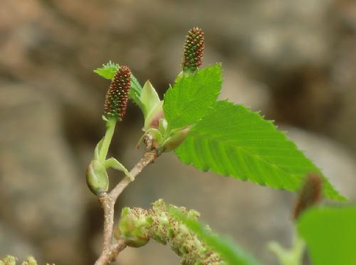 オオバヤシャブシ 春 枝の先端付近に付く雌花 赤みを帯びている