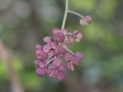 ミツバアケビ 晩春　薄紫色の雄花