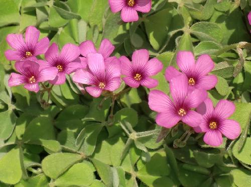 イモカタバミ 春夏 ピンクの花 中心部は濃い赤紫色