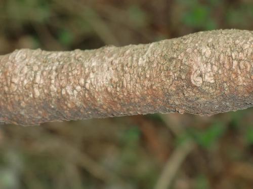 オトコヨウゾメ 褐色の樹皮
