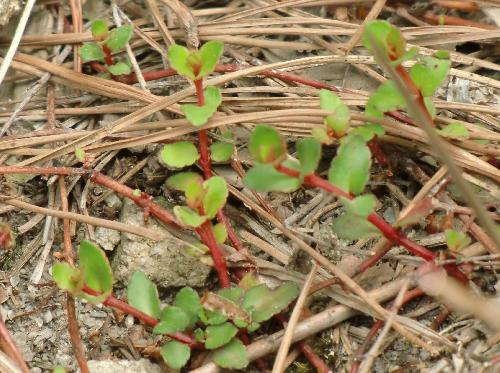 アリノトウグサ 鮮やかな赤茶色の茎と黄緑色の葉