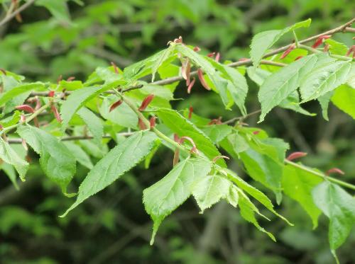 ヘラノキ 黄緑色の新芽　夫々の葉の付け根には赤いカラが付いている