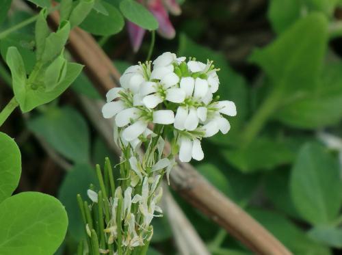 ハマハタザオ 春　小さな白い花