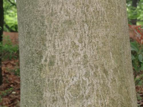 クロガネモチ 白い樹皮