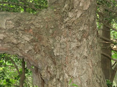 ヤシャブシ 老木の樹皮はガザガザに割れる 赤茶褐色