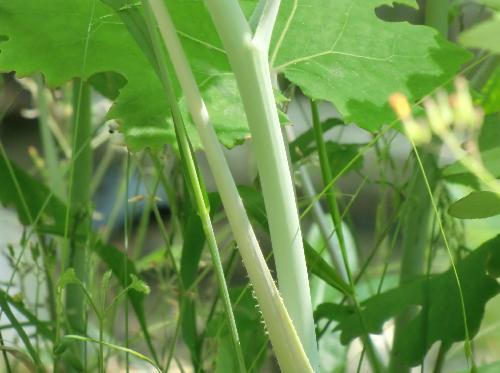 タケニグサ 白緑色の茎