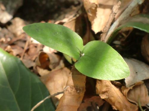 アオキ 卵形の子葉
