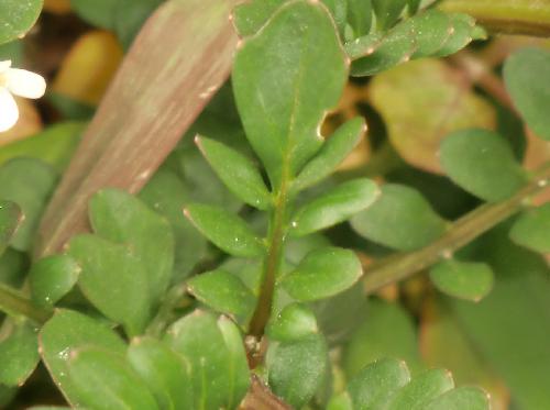 ニシノオオタネツケバナ 上部の葉　互生　羽状複葉　小葉は楕円形　鋸歯があるものと無いもの